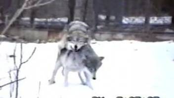 Guy at the zoo tapes two wolves fucking