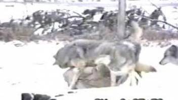 Pack of wolves going crazy in this outdoors video