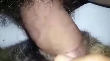 Dude with a hard dick penetrating a dog's pussy