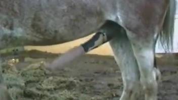 Horny man records horse's mind-blowing cock in closeup