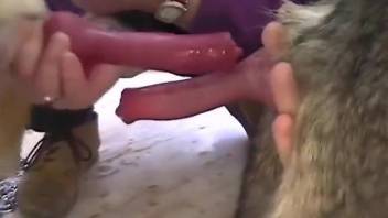 Dog's wonderful cock pleasured by a true slut