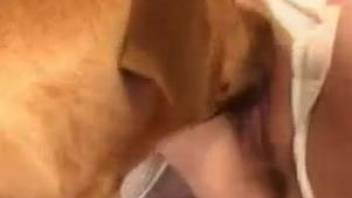 Blond-haired chick getting plowed hard by a horny dog