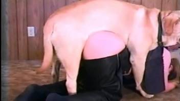 White doggy banged a sweet fat slut from behind as she love