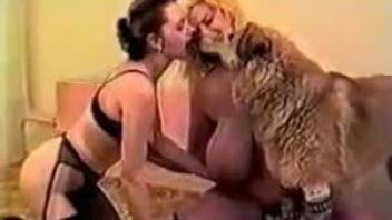 Two stockings-wearing babes getting banged by a shaggy dog