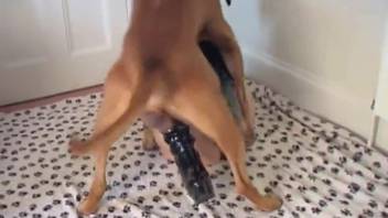 Rear-entry zoophilia scene featuring a skilled chestnut-colored animal companion