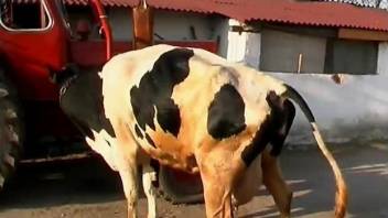Farm girl drinks fresh milk and plays with cow's ass