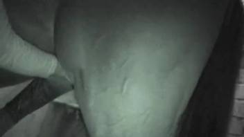 Hot country babe eagerly blows a hung horse cock