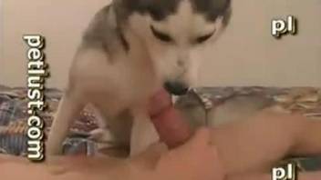 Trained young Husky gets impaled in the bedroom