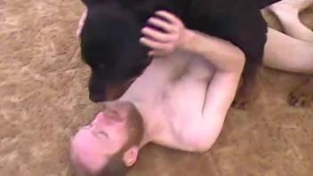 Black dog pounds a perverted male zoophile in ass to ass pose
