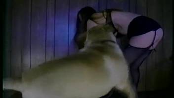 Brunette babe in stockings sucks off a dog