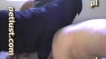 Man is sucking his doggy's dick in homemade Zoo porn