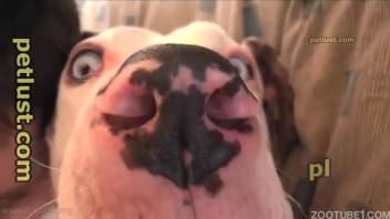 A white canine with a firm rear is being roughly pounded in the missionary position