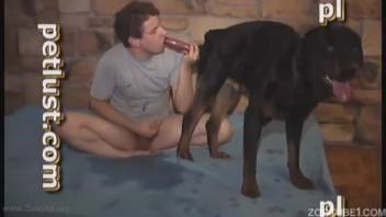 Disgusting male bestiality lover gets fucked by a fantastic black dog