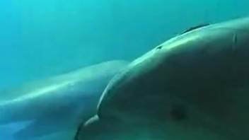 See two hot dolphins enjoying incredible intercourse in the sea