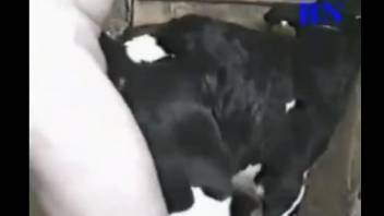 Young guy has sex with a calf, making it experience erotic pleasure
