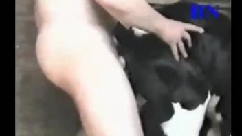 Young man does it to calf making it feel sexual pleasure