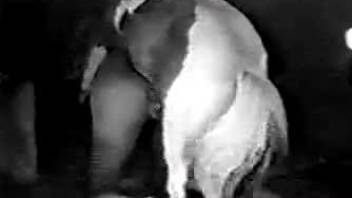 Awesome white pony fucks a passionate bitch in doggy style pose