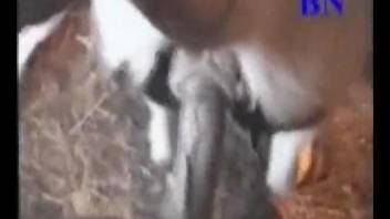 In barn, naked zoophile analyzes white goat from behind