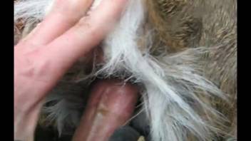 Young man engages in intercourse with a beast and captures it in intimate detail.
