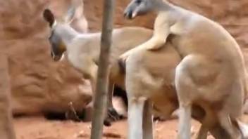 Pair of attractive kangaroos engage in lovemaking outdoors