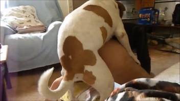 Spotted canine with a hefty erection pounded my spouse from the rear