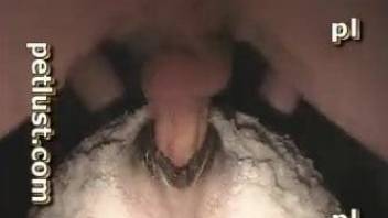 Man sticks his massive wiener in a tight anal hole of a sheep