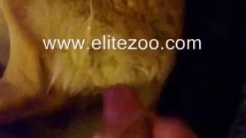 Guy masturbating all over his pet's genital area in point-of-view
