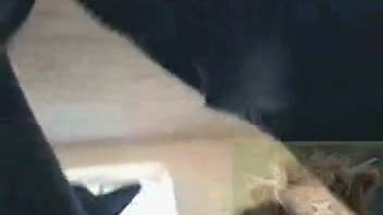 Guy heads to the ranch and engages in intercourse with beasts