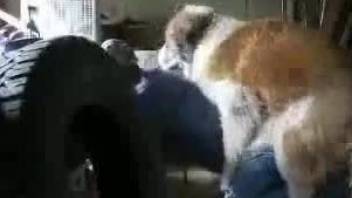 Horny dude removes pants to have sex with the dog