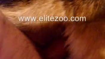 Guy whips out his cock and swiftly jams it into his pup