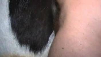 Thick dude fucking a horse's juicy pussy from behind