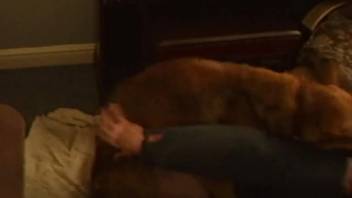 Intense and wild animal sex clip starring a well-hung canine