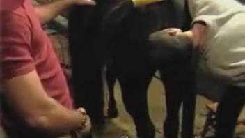 Wild amateur bestiality video of horse sex with lustful guys