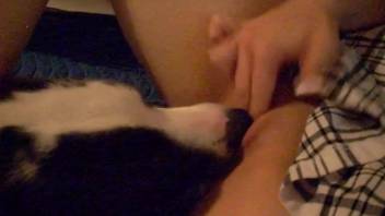 Erotic dotted canine tongues a spread-wide vulva of a bestiality enthusiast