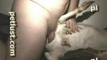 Perverted guy penetrates asshole of submissive white goat