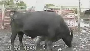 Bull gets filmed when having his huge dick erect