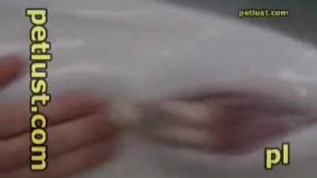 Guy strokes this dolphin's strangely formed dick on webcam