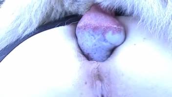 Blonde dominatrix allows canine to roughly penetrate her narrow rear