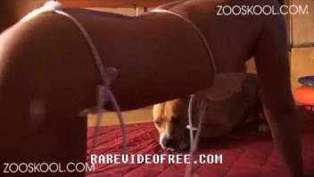 Leashed canine penis submissive being screwed publicly