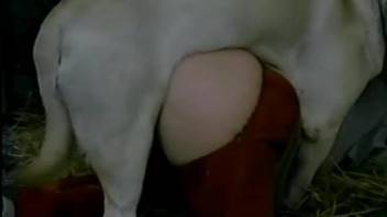 Retro video featuring a perky ass babe and her dog