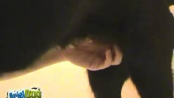 Young woman convinces her dog to deeply penetrate her wet vagina and buttocks