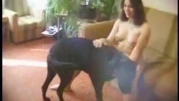 Curvy novice experiments with intense adult film featuring her dog