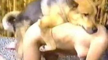 Submissive slavegirl getting violated by a hung pooch