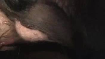 Novice guy receives anal penetration from excited swine in the barn