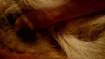 POV furry videos of canine copulation featuring a guy inserting into the bitch