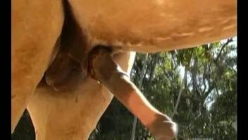 Blond-haired young girl sucks a horse's meaty cock