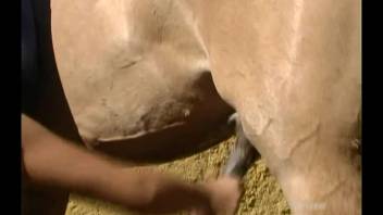Attractive blonde performs oral on horse's huge cock outdoors