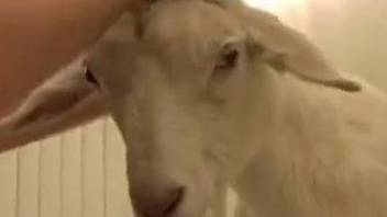 Alone buddy brought at home horned goat for some anal fun