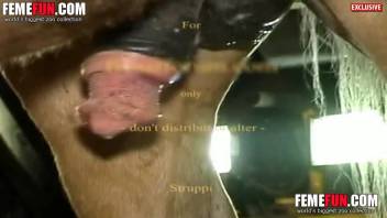 Voluptuous-bottomed adult woman harshly penetrated in the rear by the stallion