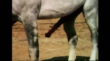 Massive equine dick displayed in an incredibly steamy clip